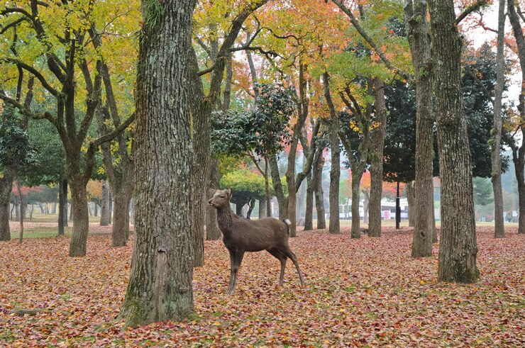 Nara Deer Park